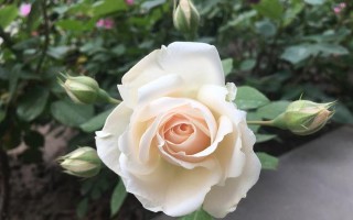 友谊之花的奇妙旅程（它如何在天空中绽放并成为人类的最佳朋友）