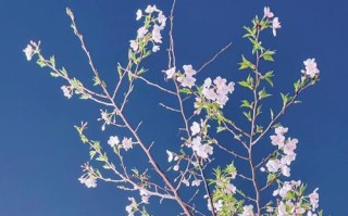 春天的韵味（流年似水，花开满园）