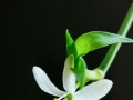 从一株吊兰的成长说起（从一株吊兰的成长说起）