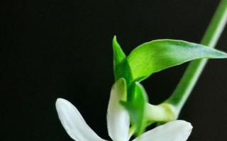 从一株吊兰的成长说起(从一株吊兰的成长说起) 从一株吊兰的成长说起(从一株吊兰的成长说起)