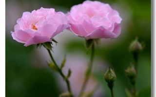 花神的救赎