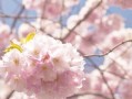 樱花下的告白（美丽的樱花，见证我们的爱情）