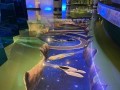 《未来穿越者》（穿越时空开启未来之旅）