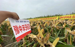 无名的种子（一个孩子的奇妙旅程）