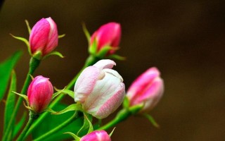 花季少年的遇见（我与花海，青春永存）
