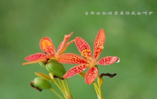 感悟生命，感受岁月（人生就如一场旅行，路途中不断感悟，岁月中不断体悟）