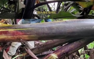 与乐观同行（小琳的故事）