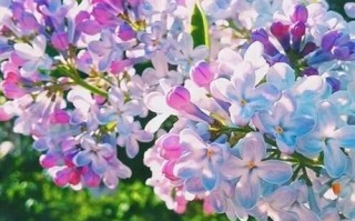 阳光滋润着万物生长（人与自然的和谐共存）