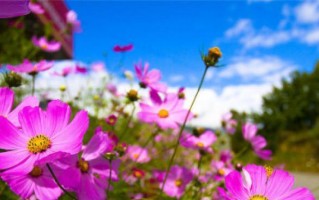 茉莉花海，新人相遇（茉莉花海，新人相遇）