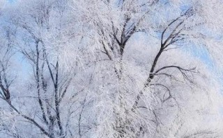 冬日的飘雪（寻找属于自己的雪花）