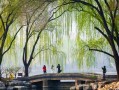 春色之美（一场春雨，一把伞）