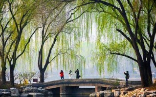 春色之美（一场春雨，一把伞）