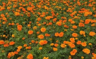 春天的绚丽多彩（花开的季节，爱情的盛宴）