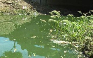 清水之恋（河水污染下的爱情故事）