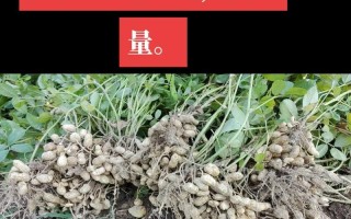 花生季：打下一片天地