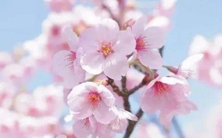 守望他的芬芳（一个成长过程中的故事）