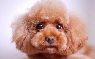 小男孩的温暖（小男孩的温暖）