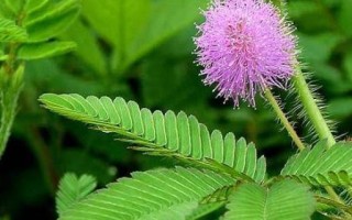 含羞草的神奇世界
