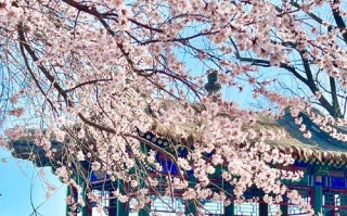 春色美丽（盛开的花儿）