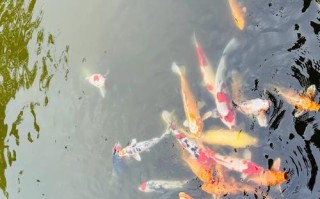 珍爱自然，珍爱生命（天蓝色的大海、阳光下的森林、河畔上的小村庄……）