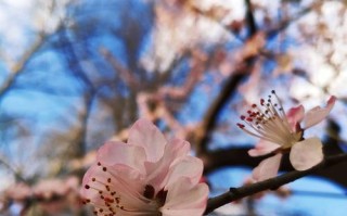 春天到来，她在成长；爱情来临，她在坚强。（春天到来，她在成长；爱情来临，她在坚强。）