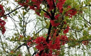 花香四溢的小城故事