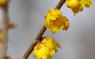 这个冬天真美——一场走进雪中的旅行（一个年轻人发现了冬天真美的秘密）