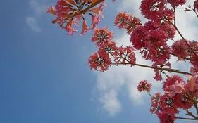 记忆中的花海（一个美丽的童年回忆）
