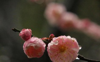 冬日梅花（一位画家的寻梦之旅）