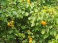 枣花儿香谱（人间四季聚散离合）