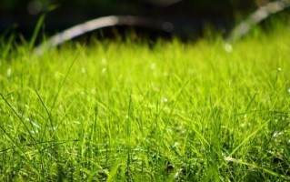 生命之花（阳光下的蓬勃生机）