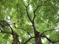 RememberingtheOldTree（AStoryofGrowthandRenewal）