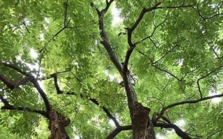 RememberingtheOldTree（AStoryofGrowthandRenewal）