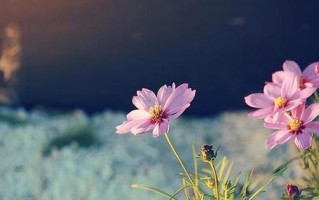 一个聪明人的故事（一个聪明人的故事）
