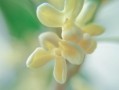 桂花的香气（一朵桂花的故事）