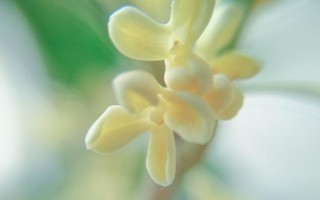 桂花的香气（一朵桂花的故事）