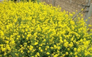 春色撩人，花香四溢（春色撩人，花香四溢）