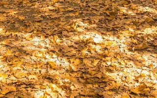 梧桐树下的爱情故事（阳光、恋人、美景）