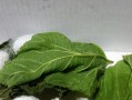 蚕姑娘的蜕变