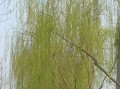柳树的春天（一棵古老的柳树之歌）