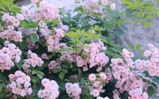 言出必行,收获美好(行动决定一切) 言出必行,收获美好(行动决定一切)
