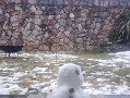 突如其来的百年一遇的冰雪（天灾降临，人们不得不面对自然的威力）