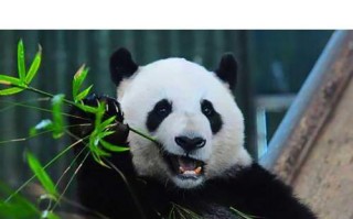 国宝大熊猫的故事（一只可爱的大熊猫在人类社会中的成长历程）
