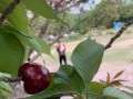 生命之花（探寻充满生机的世界）