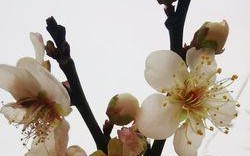 寒冬有梅（一朵小小的梅花）