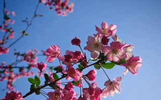 顶出一个春天（不屈不挠的生命）