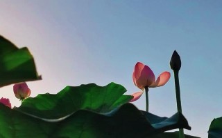 美丽的悄然绽放（用生命绽放出绚烂）