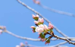 春天的生机