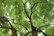 TheOldTree（AFriendWhoNeverLeaves）