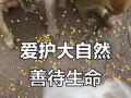 小鸟的友情
